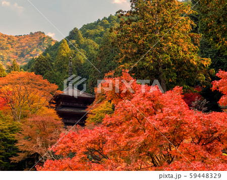 紅葉の高源寺 紅葉の高源寺 59448329