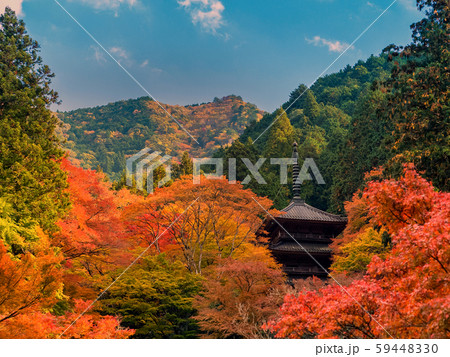 紅葉の高源寺 紅葉の高源寺 59448330