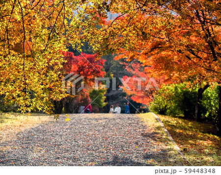 紅葉の高源寺 59448348