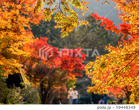 紅葉の高源寺 59448349