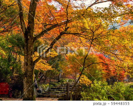 紅葉の高源寺 紅葉の高源寺 59448355