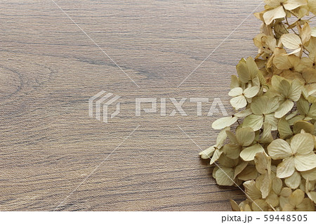 紫陽花のドライフラワー 59448505