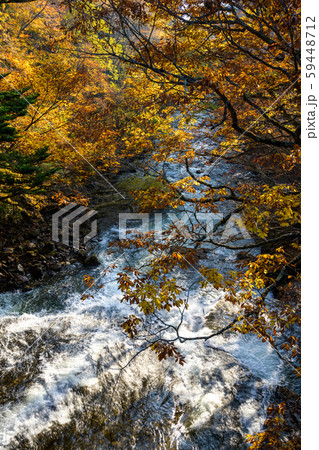 栃木 日光 湯川 竜頭の滝付近 紅葉 栃木 日光 湯川 竜頭の滝付近 紅葉 59448712