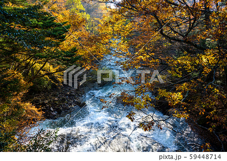 栃木 日光 湯川 竜頭の滝付近 紅葉 栃木 日光 湯川 竜頭の滝付近 紅葉 59448714