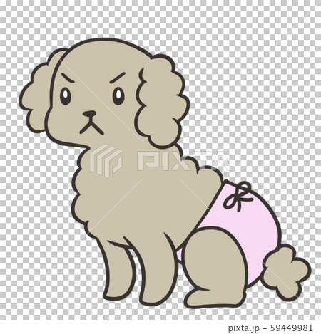 Toy poodle with sanitary pants (angry face) Toy poodle with sanitary pants (angry face) 59449981