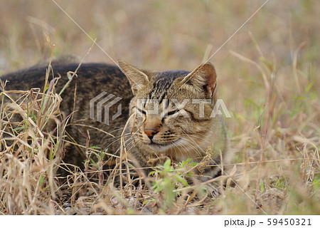 枯草の中の猫 59450321