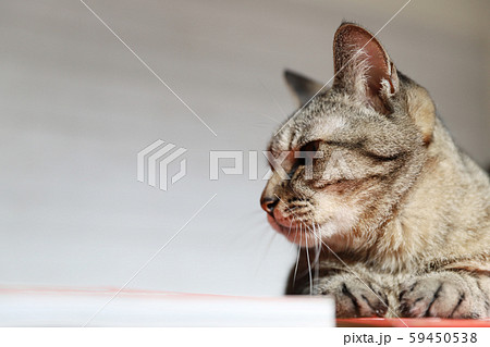 キジトラ猫の横顔 キジトラ猫の横顔 59450538