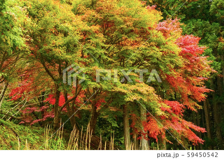 寂地峡の紅葉② 寂地峡の紅葉② 59450542