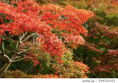 寂地峡の紅葉 寂地峡の紅葉 59450543