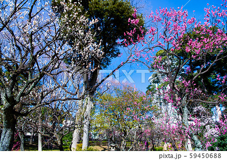 東京 小石川後楽園　梅園 59450688