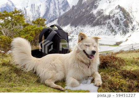 Pyrenean Mountain Dog Snow Backgroundの写真素材