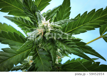 A flowering cannabis bud right before harvest, a macro photo, with yellow stigmas and white A flowering cannabis bud right before harvest, a macro photo, with yellow stigmas and white 59452054
