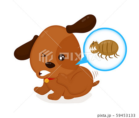 Cute angry itchy dog scratches fleas off 59453133