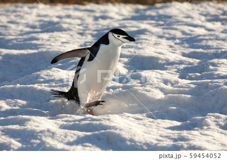 Chinstrap Penguin - South Shetland Islands - Antarctica Chinstrap Penguin - South Shetland Islands - Antarctica 59454052