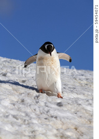 Gentoo Penguin - South Shetland Islands - Antarctica Gentoo Penguin - South Shetland Islands - Antarctica 59454071