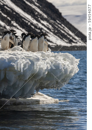 Group of Adelie penguins - Antarctica 59454077
