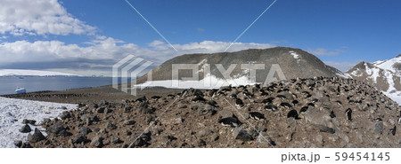 Adelie penguin colony - Antarctica 59454145