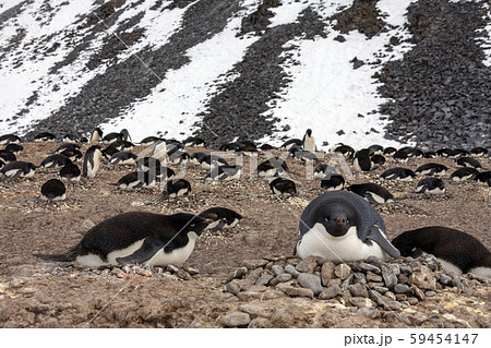 Adelie penguin colony - Antarctica Adelie penguin colony - Antarctica 59454147