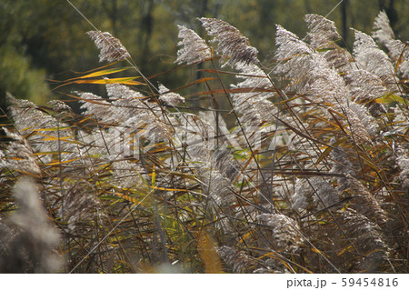 Reed southern common. Reed southern common. 59454816