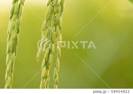 Closed up of green rice farm field Closed up of green rice farm field 59454922