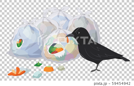 ゴミ置き場のゴミ袋をあさるカラスのイラストのイラスト素材