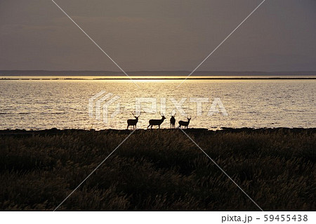 北海道　野付半島 59455438
