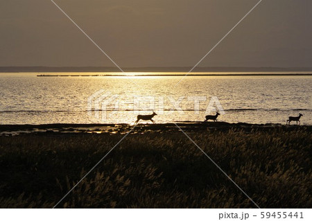 北海道　野付半島 59455441