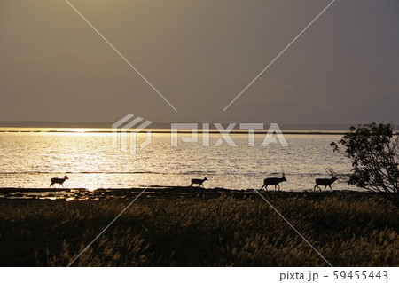 北海道　野付半島 59455443
