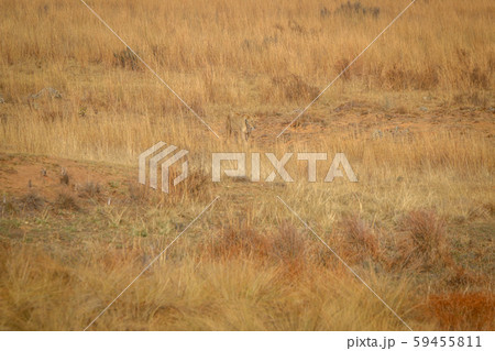 Lioness walking in the high grass. Lioness walking in the high grass. 59455811