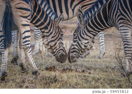 Two Zebras smelling each other. Two Zebras smelling each other. 59455812