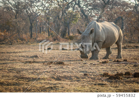 Big male White rhino standing in the grass. Big male White rhino standing in the grass. 59455832