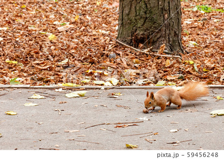 A little orange squirrel finds a walnut A little orange squirrel finds a walnut 59456248