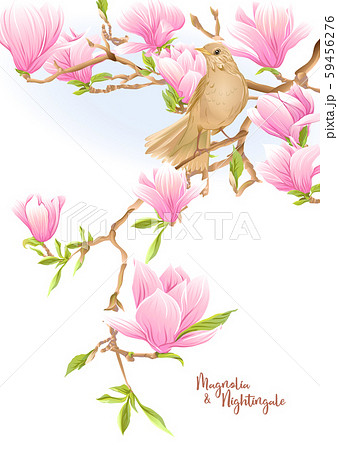 Magnolia tree branch with flowers and nightingale  59456276