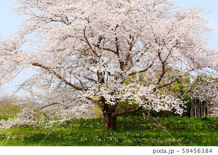 さくら サクラ 桜 さくら サクラ 桜 59456384