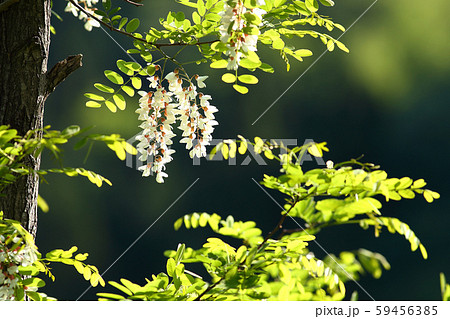 ニセアカシア　アカシア　ハリエンジュ 59456385