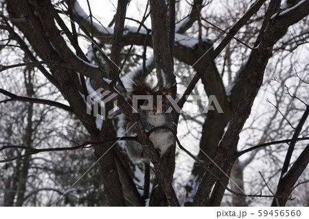 クイーンビクトリア公園　リス　ナイアガラの滝 59456560