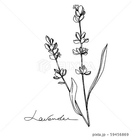 Premium Vector | Lavender isolated sketch illustration. hand drawn element  for wedding herb, plant or monogram with elegant leaves for invitation save  the date card design. botanical rustic trendy greenery.