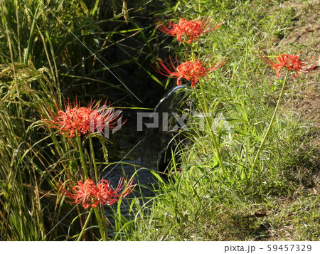 昭和の原風景・田の畦にヒガンバナ 59457329