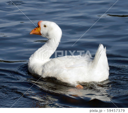 White goose 59457379