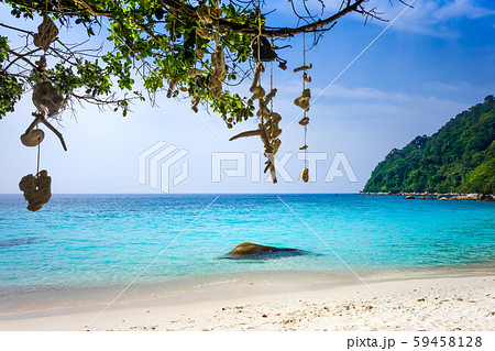 Hanging coral on Turtle Beach, Perhentian Islands, 59458128