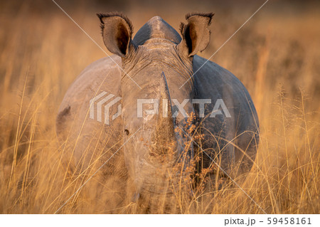 White rhino standing in the high grass. White rhino standing in the high grass. 59458161