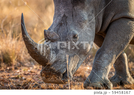 Close up of a White rhino head. Close up of a White rhino head. 59458167