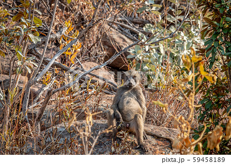 Chacma baboon sitting on a rock. 59458189