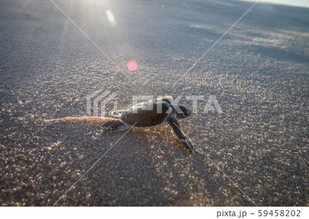 Green sea turtle hatchling on the beach. 59458202