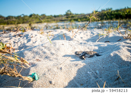 Green sea turtle hatchling on the beach. Green sea turtle hatchling on the beach. 59458213