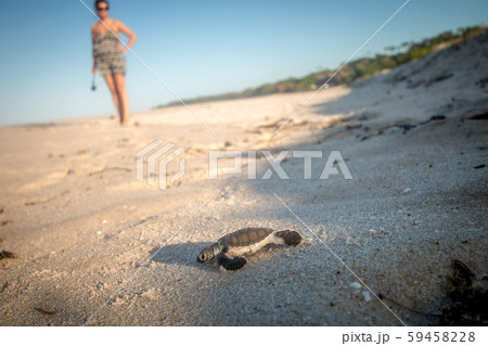 Green sea turtle hatchling on the beach. 59458228