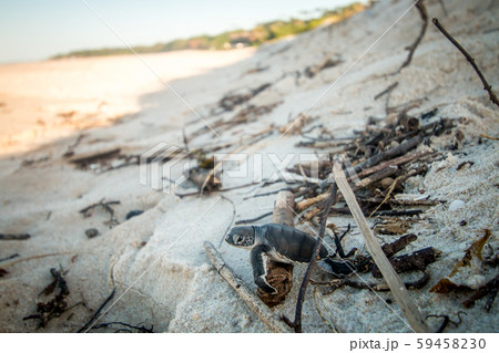 Green sea turtle hatchling on the beach. Green sea turtle hatchling on the beach. 59458230