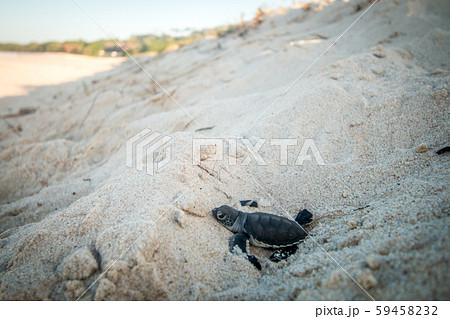 Green sea turtle hatchling on the beach. Green sea turtle hatchling on the beach. 59458232
