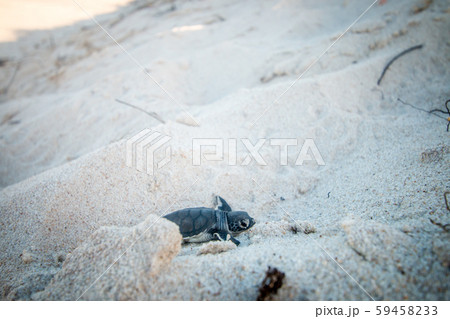Green sea turtle hatchling on the beach. 59458233