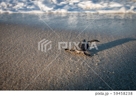 Green sea turtle hatchling on the beach. 59458238